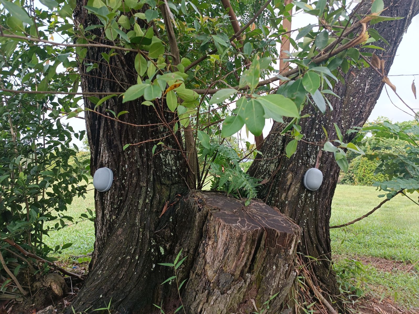 Strengthen tree management with technology, incidents due to tree fall decreasing in last 5 years