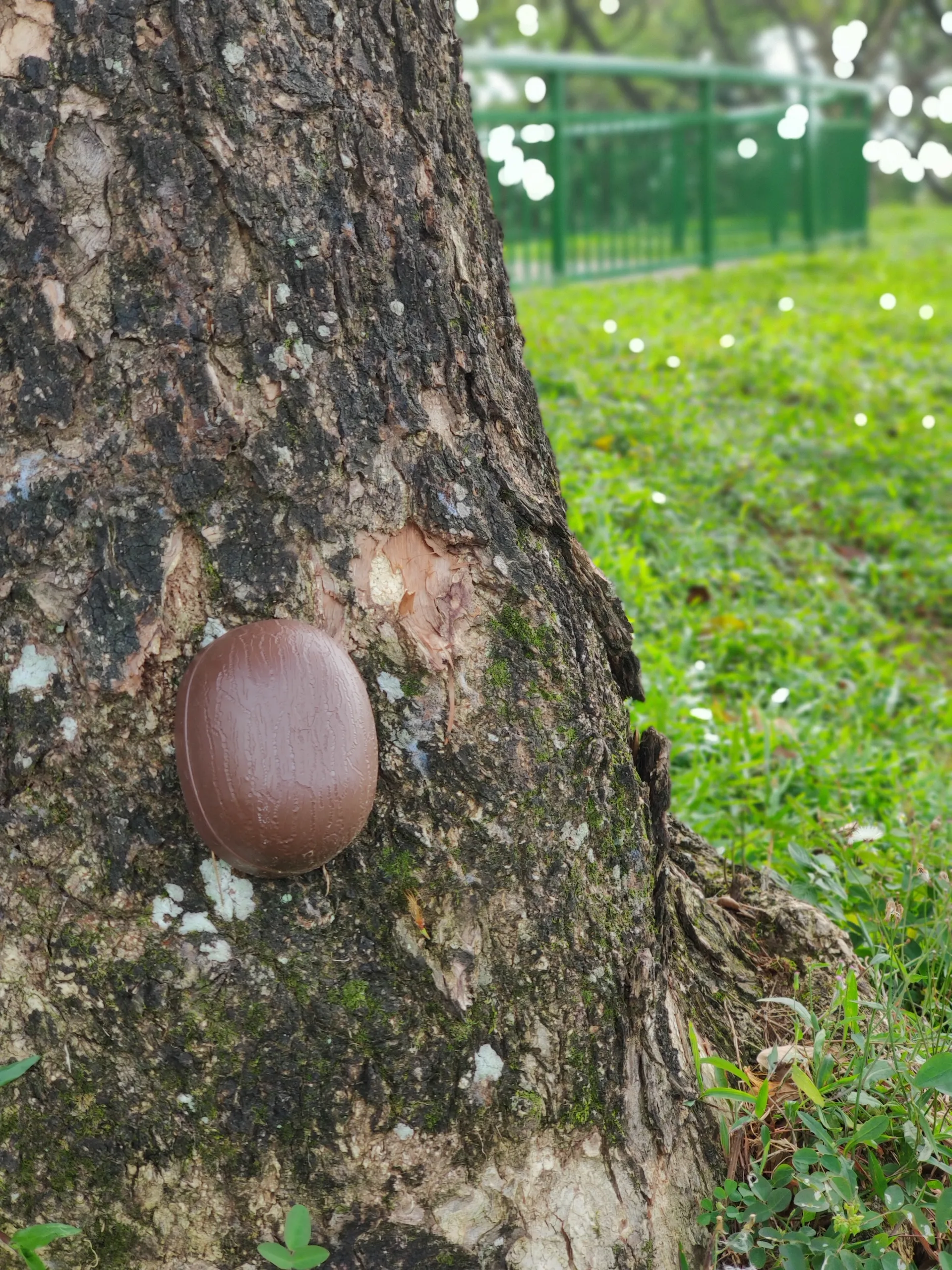 How can advanced IoT alert us against falling trees?